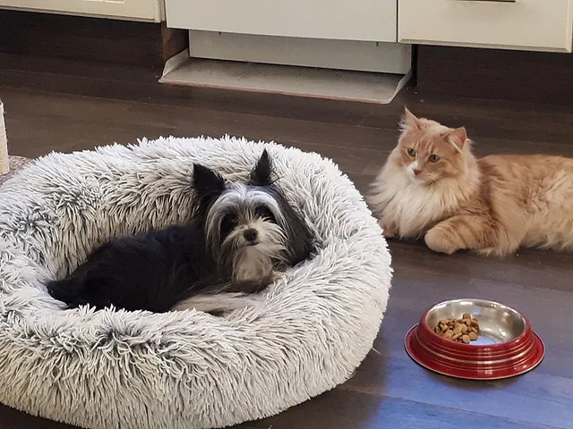 hund som ligger i bädd & katt som ligger utanför