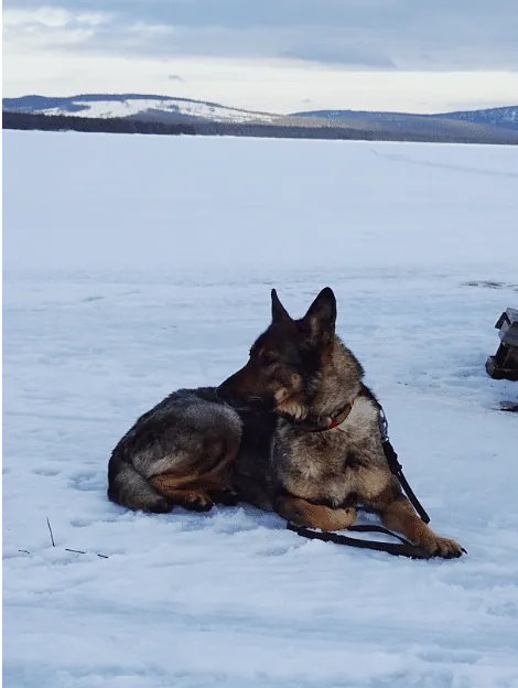 Hund som kopplar av i snön