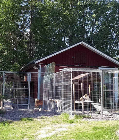 bild på hundburar